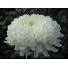 Саженец крупноцветковой хризантемы Хрустальная Ваза (Белая ): фото и описание