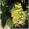 Саженец винограда Мускат Московский (Поздний/Белый): фото и описание