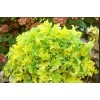 Саженец гейхеры зеленолистной Лайм Мармелад (Lime Marmalade): фото и описание