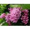 Саженцы акации розовой (Робиния) Макрофила (Macrophylla) -  5 шт.: фото и описание