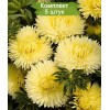 Саженцы астры желтой Королевский размер -  5 шт.: фото и описание