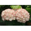 Саженцы гортензии крупнолистной Клеопатра (Cleopatra) -  5 шт.: фото и описание