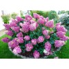 Саженцы гортензии метельчатой Сандей Фрайз (Sundae Fraise) -  5 шт.: фото и описание