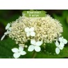 Саженцы гортензии древовидной Белый купол (White Dome)  -  5 шт.: фото и описание