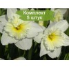 Луковицы нарцисса Айс Фоллис (Ice Follies) -  5 шт.: фото и описание