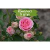 Саженцы спрей розы Мими Эден (Mimi Eden) -  5 шт.: фото и описание
