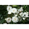 Саженцы почвопокровной розы Снежный балет (Snow Ballet) -  5 шт.: фото и описание
