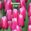 Комплект 5шт / Тюльпан Лорнах