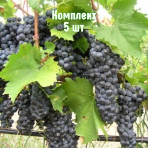 Комплект 5шт / Виноград Альминский