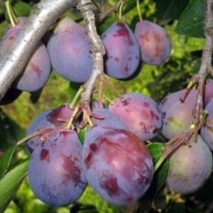 Слива Кубанский Карлик