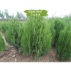 Туя Восточная от 150 см -  5 шт.: фото и описание