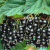 Саженец черной смородины Ариана: фото и описание